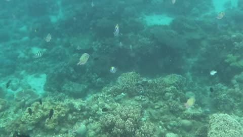 Snorkeling Adventures Philippines, Swimming with the fish!