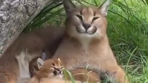 mother is teaching to Child--cute animals #shorts #animals #youtubeshorts #cat #tiktok #viral