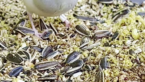 Silver Java Sparrow - Aviary Birds