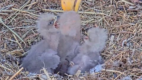 Eagle babies are so cute