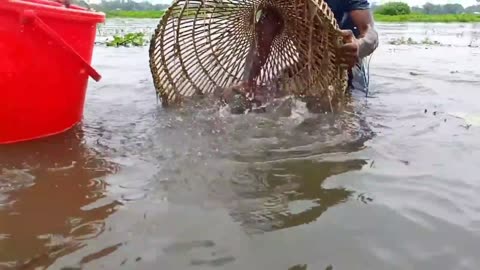 Traditional boys catching big fish by polo!unbelievable fishing techniques