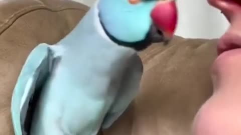 Talking Parrot Interacts Adorably With Owner