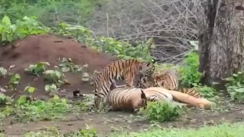 Bengal Tiger Spotted with Cubs | Tiger Sighting | Nagarhole National Park & Tiger Reserve India