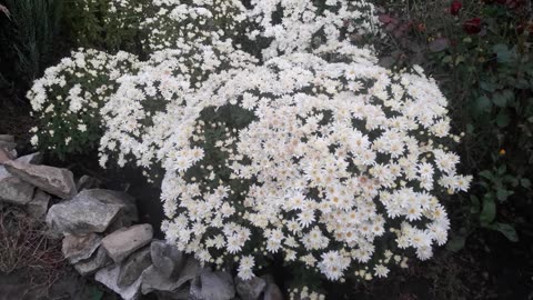 Chrysanthemums are blooming