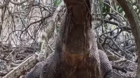 Big komodo dragon lizard hunt a bat on Tree