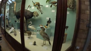 Selection of birds. Natural history museum. London..8th Nov 2022