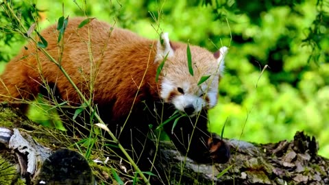 A Fascinating Journey Through the Animal Kingdom | Explore the Diversity of Wildlife