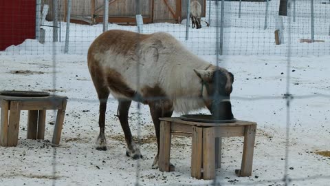 Reindeers at Santa Claus House in North Pole, Alaska in April 2023