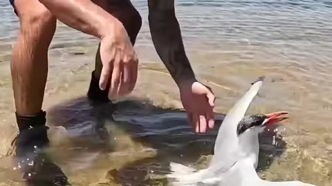 Saving a sea bird from drowning in hot weather