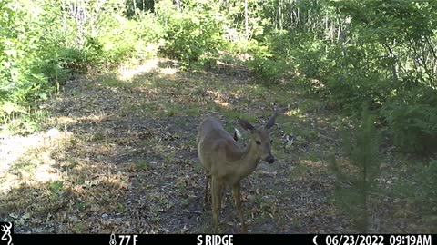 Doe won't let her fawn feed and he gets the rips.