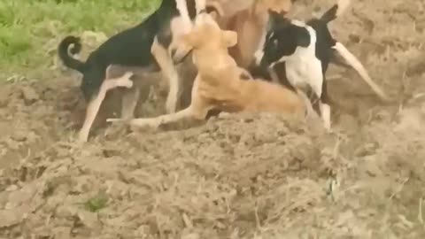 Village dog fighting