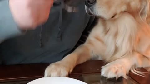 My DOG reacts to the invisible FOOD Challenge