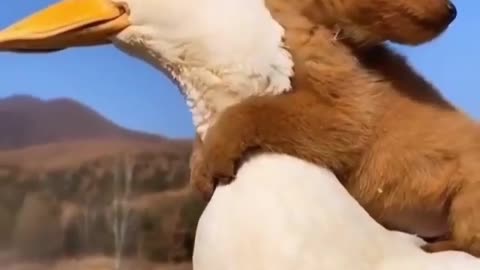 #Cute funny dog 🐕 & Duck video