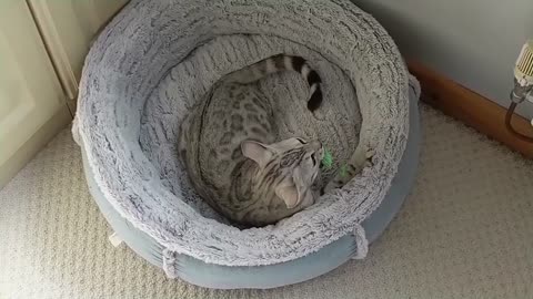 Playful Bengal Kitten Loves To Pop Balloons