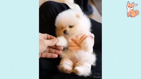 Funny 🤣 dog videos