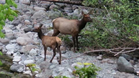 Roosevelt Elk