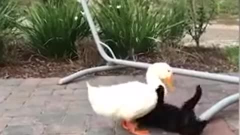 Cat and duck start their lifelong friendship by cuddling each other