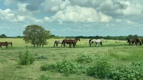 Inherited Mustangs turned over to Evanescent