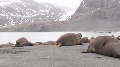 Elephant Seals Battle it Out Till One of them Backs Down