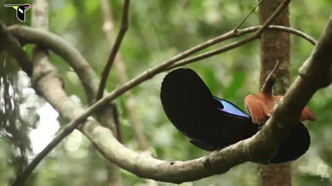 Nice Bird Song 4K VIDEO