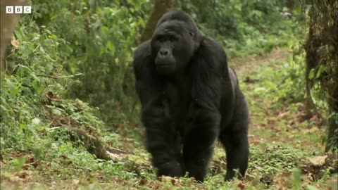 Young Silverback Gorilla Makes Difficult Decision |