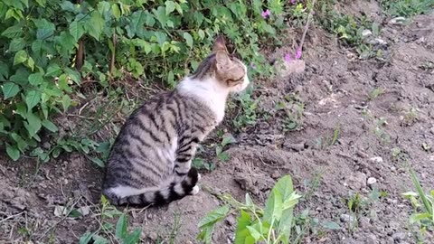 Cute street cat.