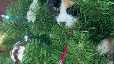 Cat Spies on Birds From Inside Christmas Tree