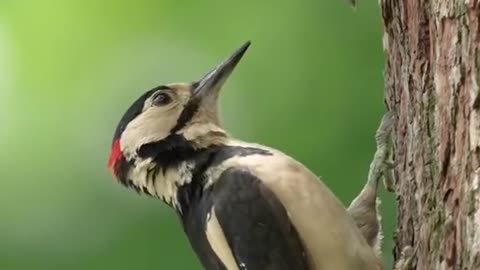 #Nature is beautiful 🤍 #birds #wildlife #peaceful