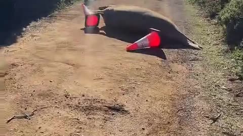 Neil the Seal Chases After Traffic Cones