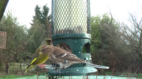 Greenfinch the most beautiful