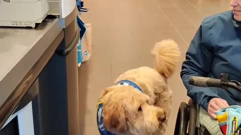 Service dogs are the best.. ????