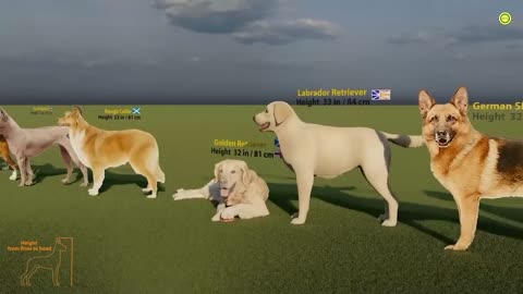 DOG SIZE COMPARISION || SMALL TO LARGE IN THE WORLD