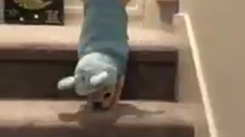 Unbelievable___ Funny Dog Videos Try Not To Laugh#trending#viral#very funny #comedy