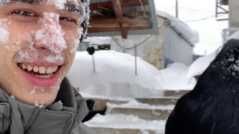 Crow Mimics Human by Diving into the Snow