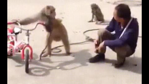 Funny Monkey