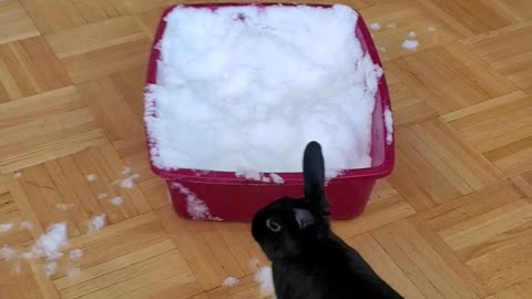 first time snow, pets