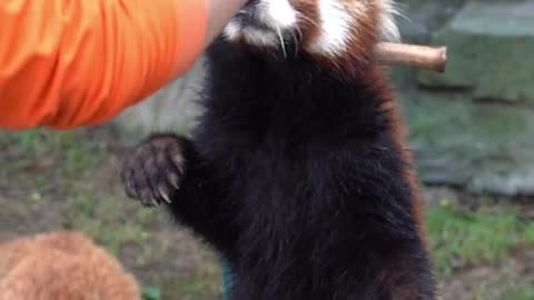 The red panda