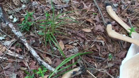 Baby Deer Knocked Himself Out Running into Tree