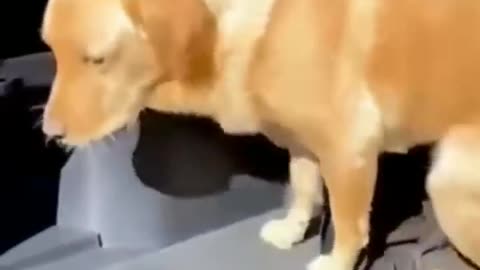 funny animal video for having a fun