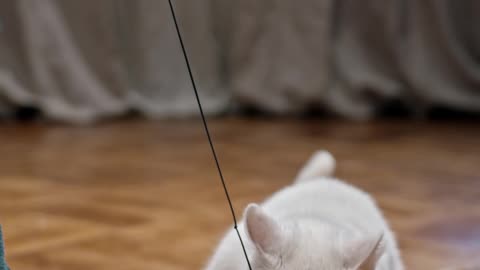 Cute cat playing with the string 🧵🧵🧵