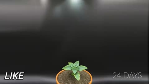 Growing Sunflower Time Lapse - Seed To Flower In 83 Days