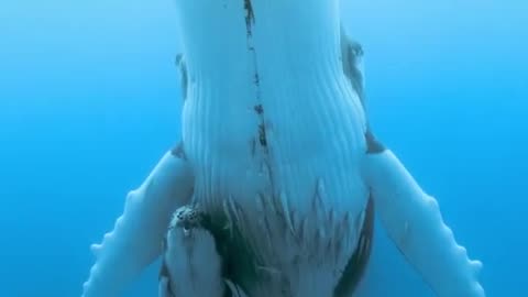 A humpback whale and her calf #WhaleWatch #Ocean #SeaLife #MarineLife