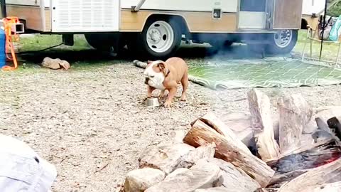 Adorable Bulldog plays with her food bowl on a camping trip.