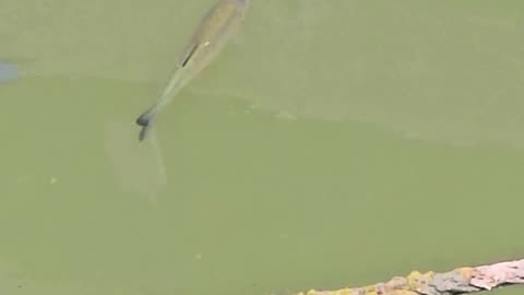 Fish in a small harbour / beautiful fish in the water.