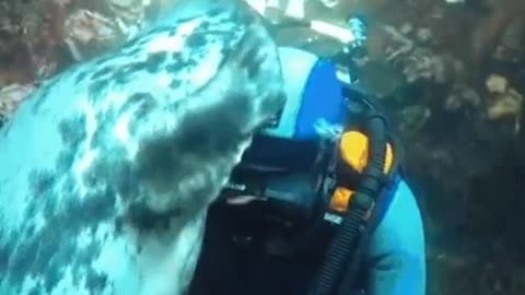 🔥 A seal interacting with a diver.