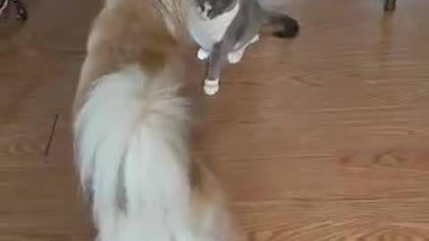 Aww Dog & Cat play fighting