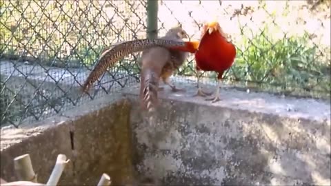 Golden Pheasants and Wading Birds in the Wetlands