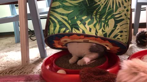 Cat Finds New Use for his Casita