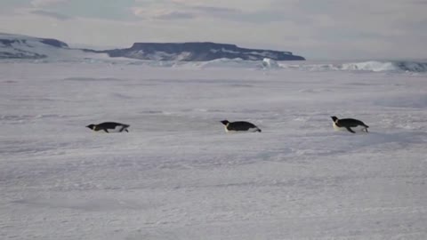 Emperor penguins now a threatened species, U.S. says