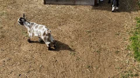 Last 2 baby goats